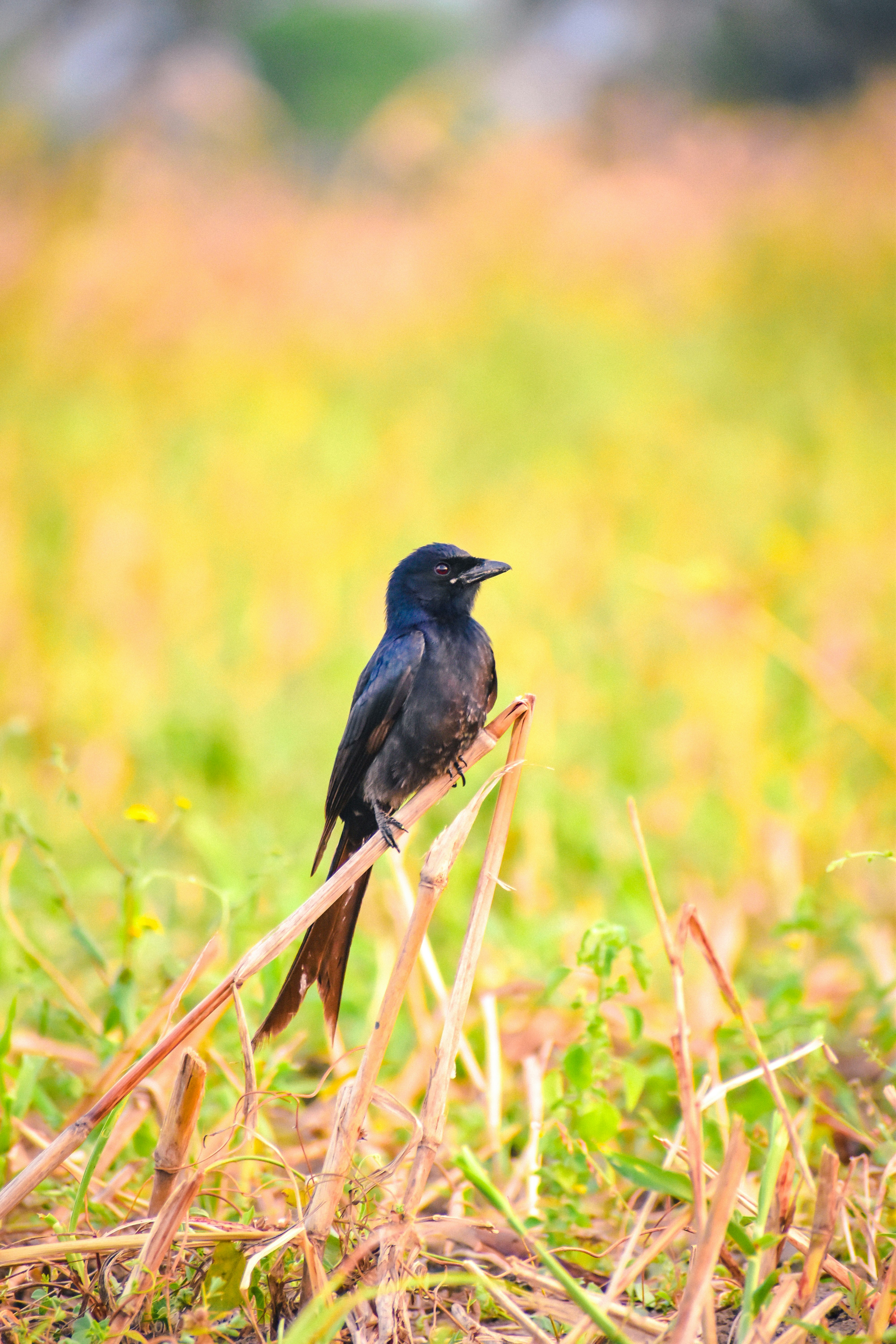 black bird on brown tree branch during daytime